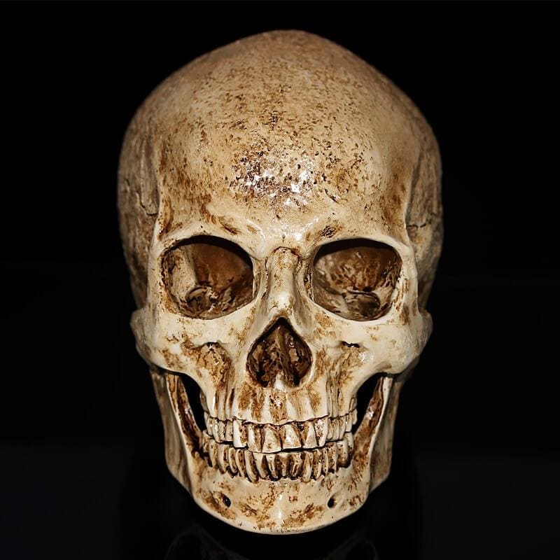 Statue tête de mort - relique crânienne vintage de 15 cm – Image 5