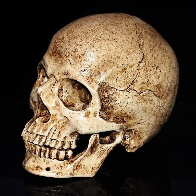 Statue tête de mort - relique crânienne vintage de 15 cm – Image 2