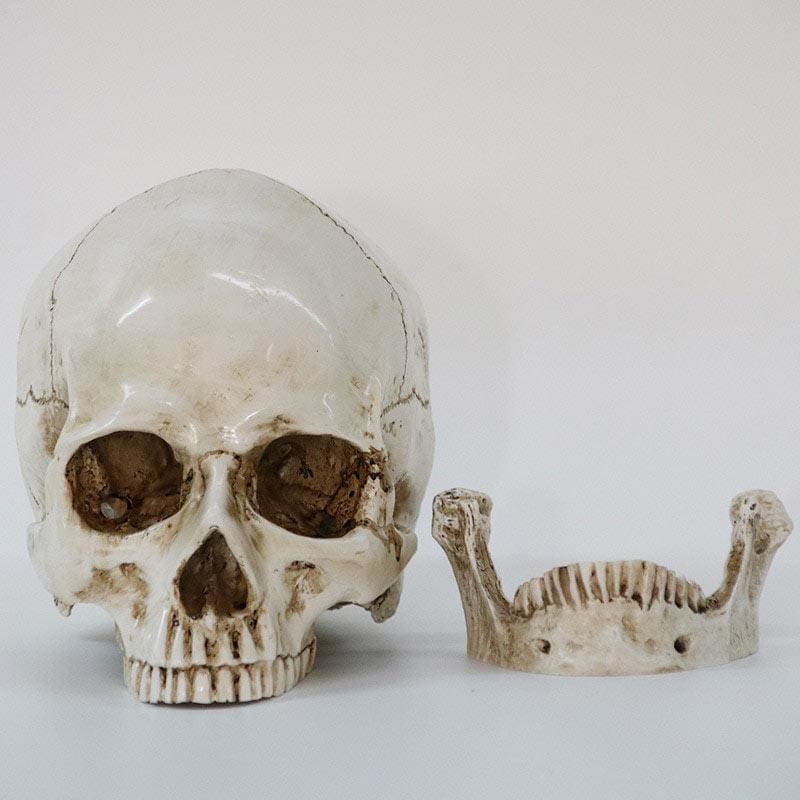 Statue tête de mort - sculpture crânienne de 16 cm – Image 3