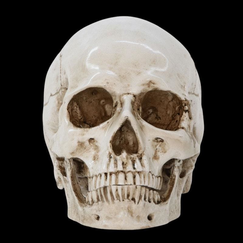 Statue tête de mort - sculpture crânienne de 16 cm – Image 5