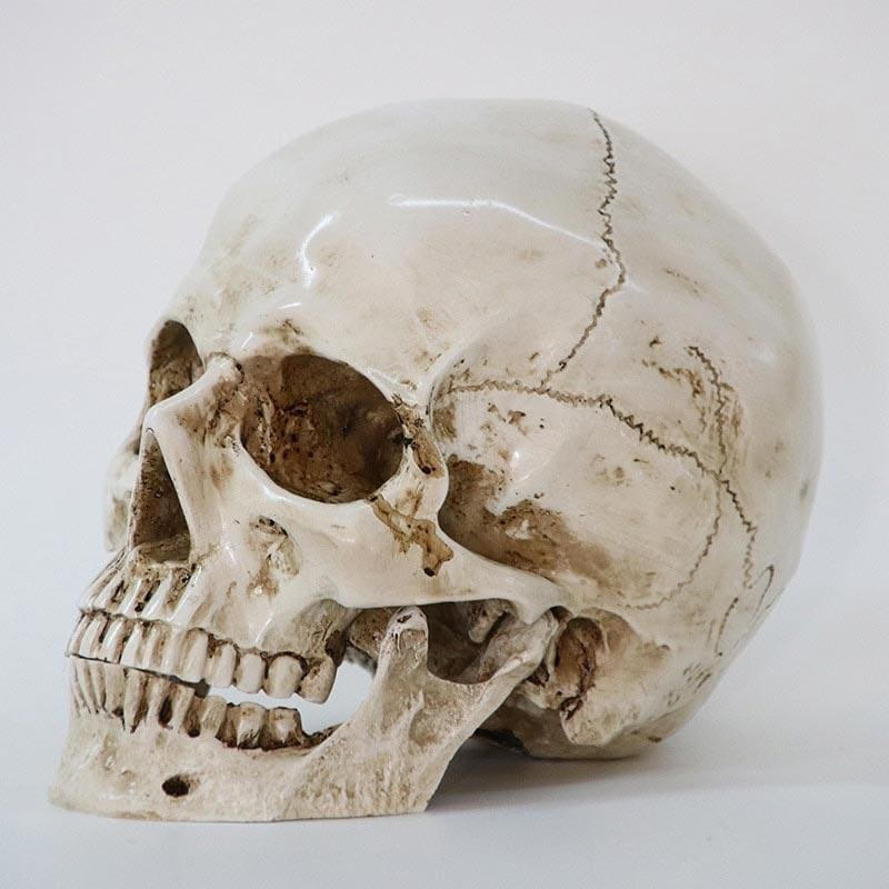 Statue tête de mort - sculpture crânienne de 16 cm – Image 2