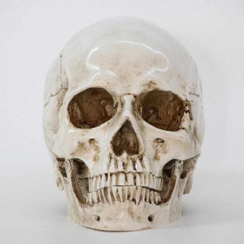 Statue tête de mort - sculpture crânienne de 16 cm – Image 6