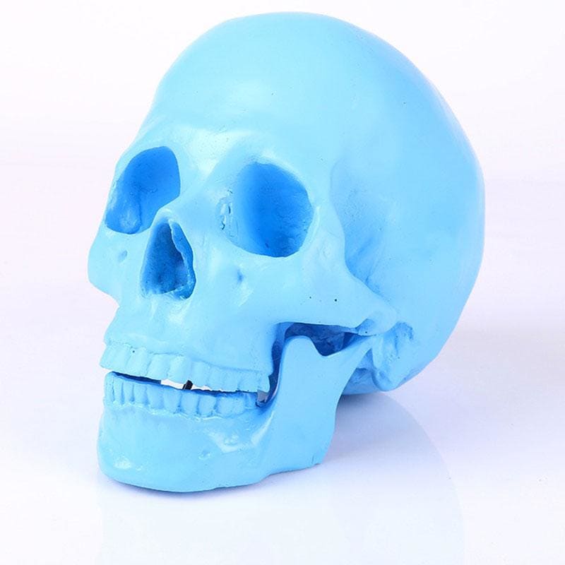 Statue tête de mort : ornement crânien décoratif – Image 2