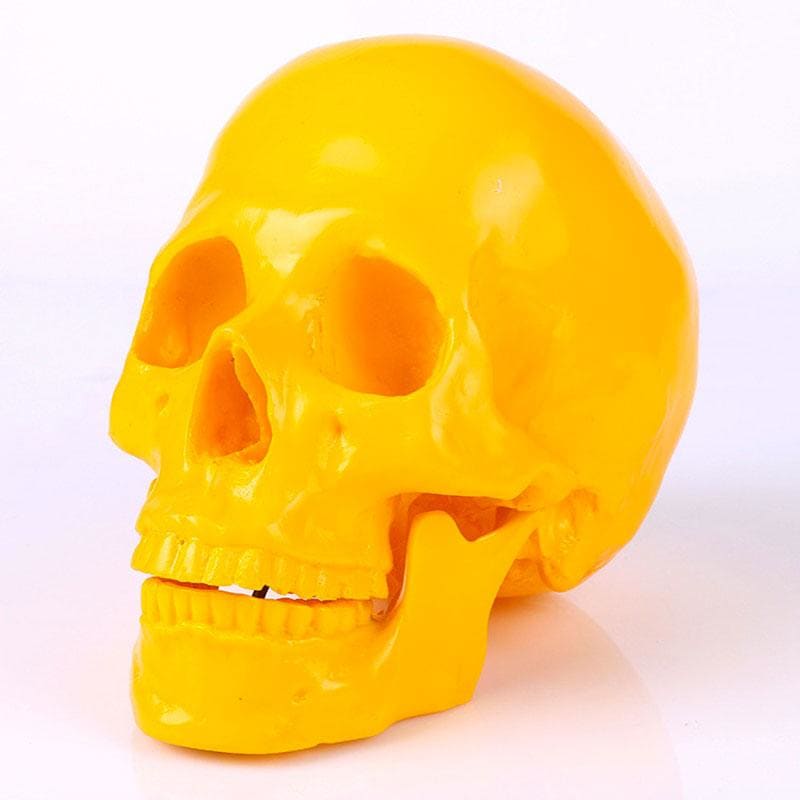 Statue tête de mort : ornement crânien décoratif – Image 3