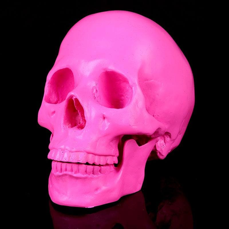 Statue tête de mort : ornement crânien décoratif – Image 7