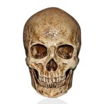 Statue tête de mort - relique crânienne vintage de 15 cm