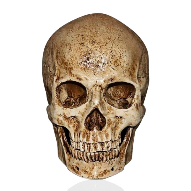 Statue tête de mort - relique crânienne vintage de 15 cm