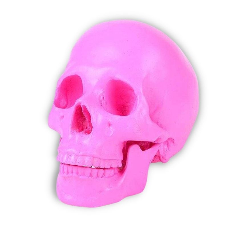 Statue tête de mort : ornement crânien décoratif – Image 5