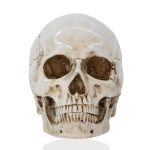 Statue tête de mort - sculpture crânienne de 16 cm