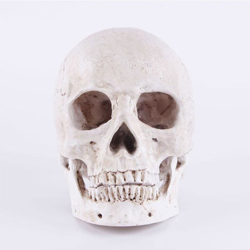 Statue tête de mort ornemente 14 centimètres – Image 5