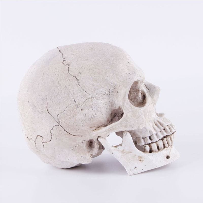 Statue tête de mort ornemente 14 centimètres – Image 3