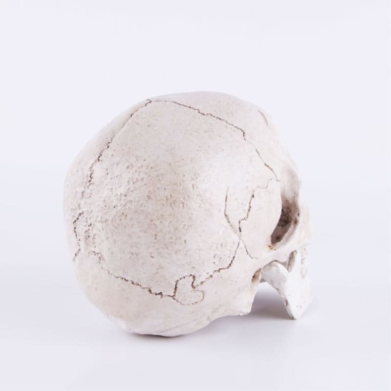 Statue tête de mort ornemente 14 centimètres – Image 4
