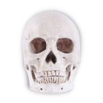 Statue tête de mort ornemente 14 centimètres