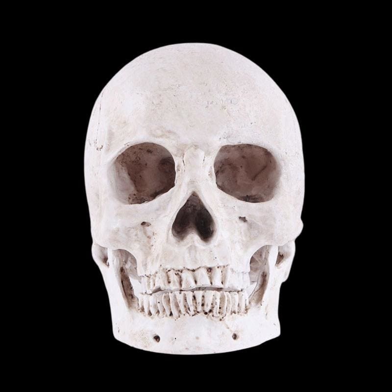 Statue tête de mort ornemente 14 centimètres – Image 6