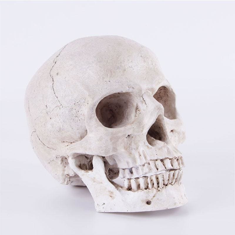 Statue tête de mort ornemente 14 centimètres – Image 2